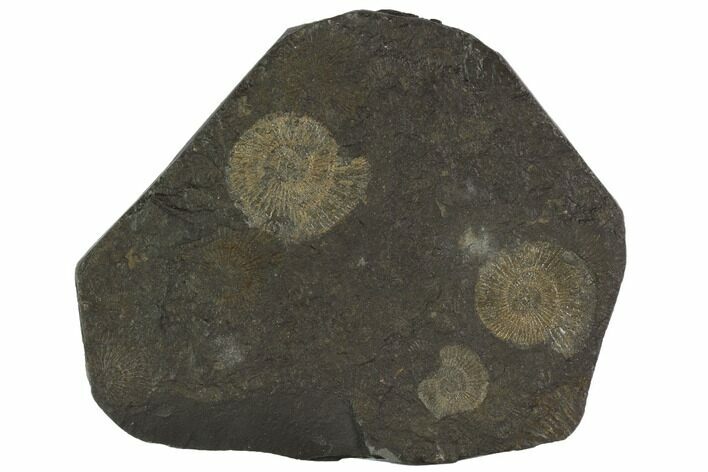 Dactylioceras Ammonite Cluster - Posidonia Shale, Germany #100278